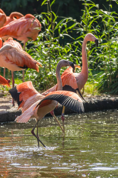 flamingo at the Prague Zoo