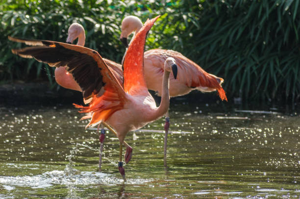 flamingo at the Prague Zoo stock photo