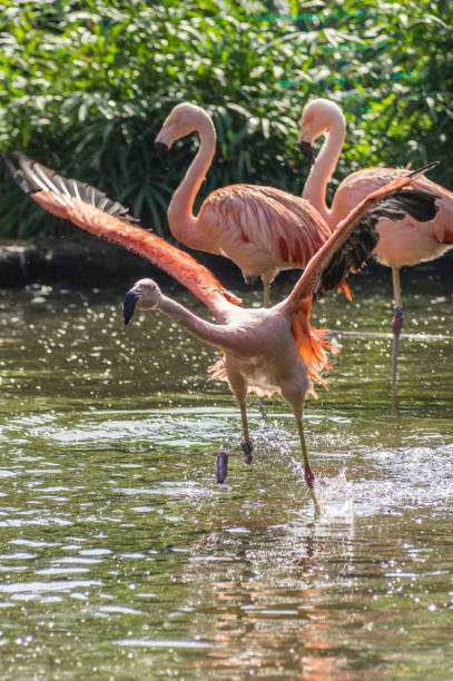 istock flamingo at the Prague Zoo 948613842