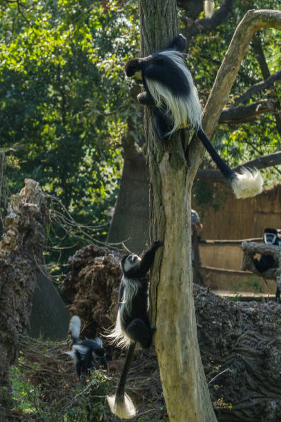 colobus at the Prague Zoo stock photo