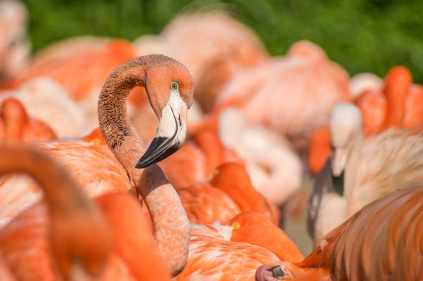flamingo at the Prague Zoo