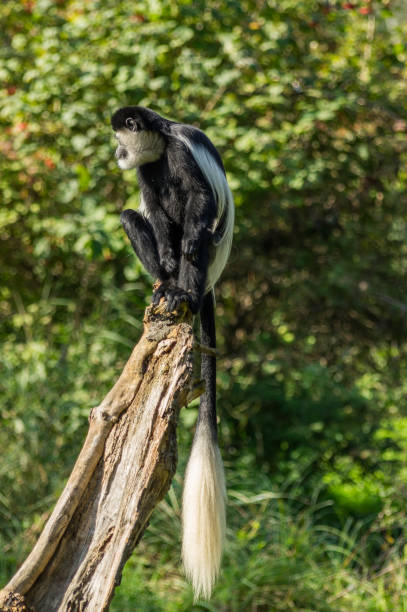 istock colobus at the Prague Zoo 948614040