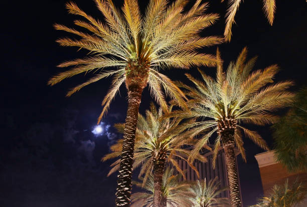 istock Southern city downtown at night background. 948614108