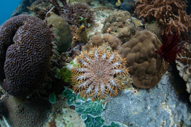 istock Juvenile Crown of Thorns Starfish on Reef 948617556