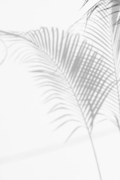 istock abstract background of shadows palm leaves on a white wall. White and Black 948617672
