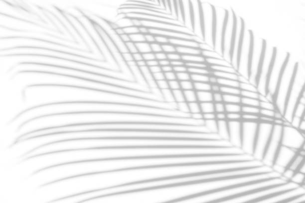 istock abstract background of shadows palm leaves on a white wall. White and Black 948617678