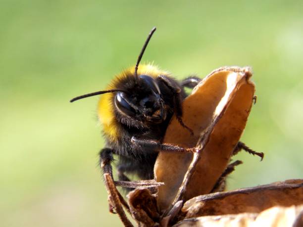 istock bumblebee on a dry plant 948622548