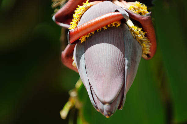 Close-up of the curling blossoms peeling back from the center of a banana flower hanging from its palm tree in bright tropical sunlight