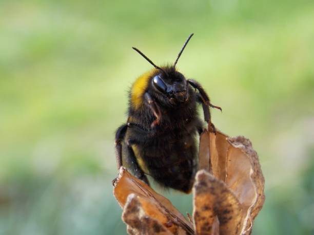 istock bumblebee on a dry plant 948622812