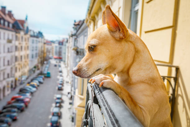 istock nosy watching dog from balcony 948623306