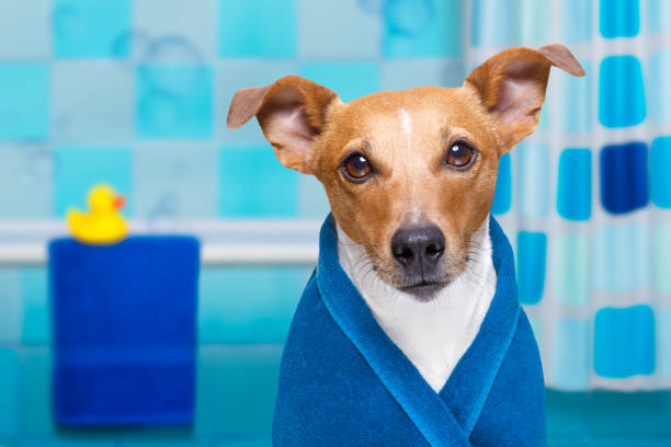 istock dog in shower  or wellness spa 948623342