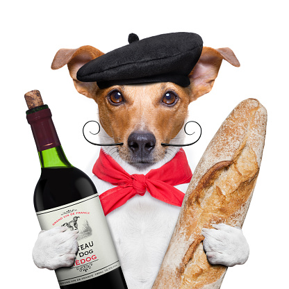 french jack russell  dog  with  red wine baguette and  beret, isolated on white background