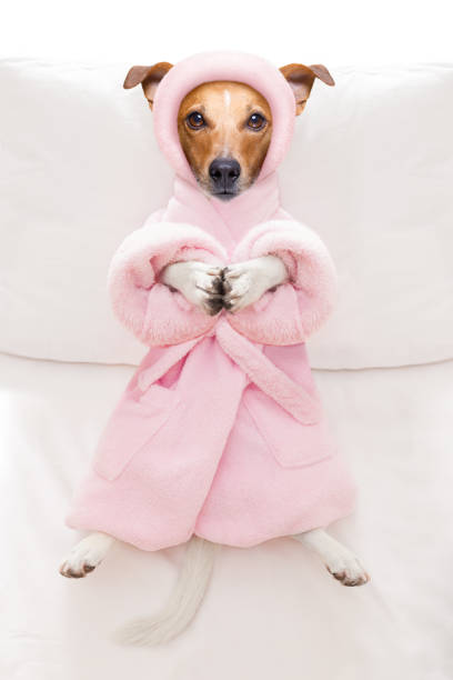 istock dog spa wellness salon 948624260