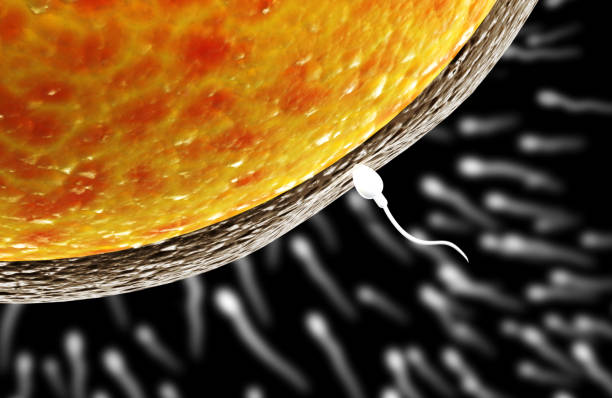 istock Spermatozoon, floating to ovule 948627922