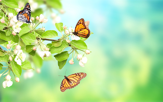 Flowers of apple-tree and monarch butterflies (Danaus plexippus, Nymphalidae). Horizontal spring banner. Mock up template. Copy space for text