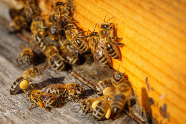 istock Honey bees with pollen trying to enter the hive on a landing board 948628730
