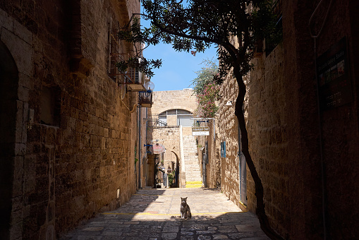 Tel Aviv-Jaffa, Israel - June 5, 2017: Scenic view to narrow street in Tel Aviv-Jaffa. Domestic cat near entrance to the Archaeological Center