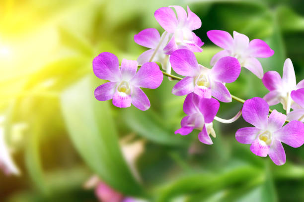 istock Blurred background with flowers of orchid 948631116