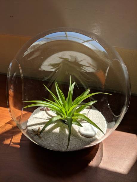 istock Tillandsia air plant 948631264