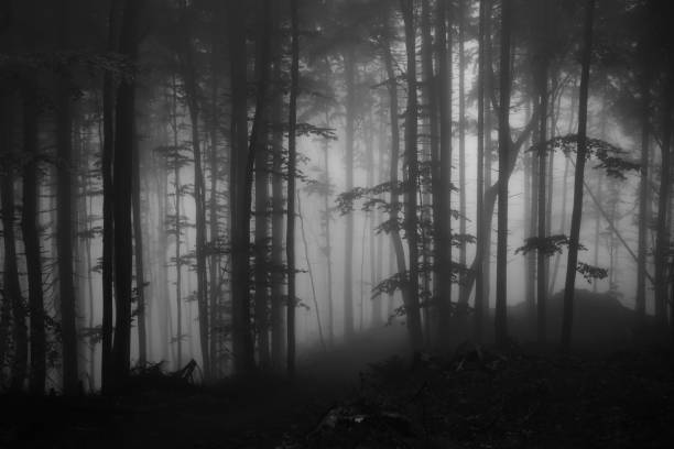istock Mist in the woods during autumn. 948631912