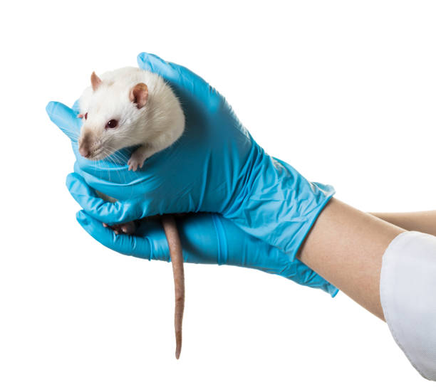 istock hands in medical gloves hold a rat 948639532