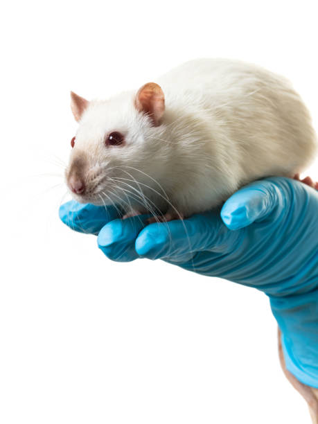 istock hands in medical gloves hold a rat 948639604