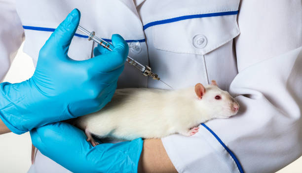 istock woman in uniform injects syringe to rat 948639786