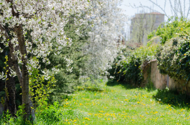 istock Lovely fields flowery road,spring day,outdoors, 948639876
