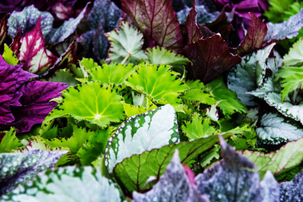 istock Flowers in the garden. 948642728