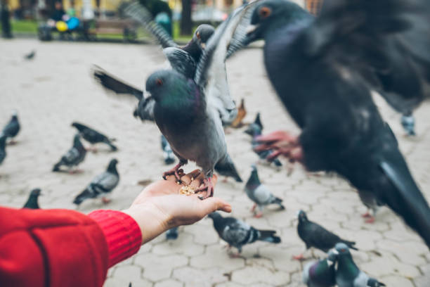 istock first-person view. doves eat seed from person hand 948643020
