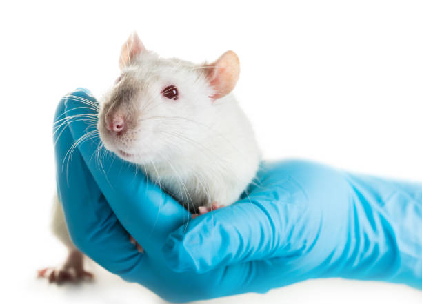 istock hands in medical gloves hold a rat 948643242