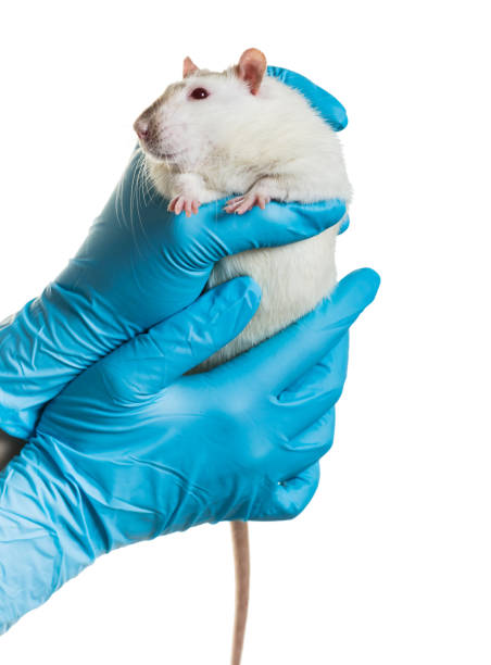 istock hands in medical gloves hold a rat 948643272