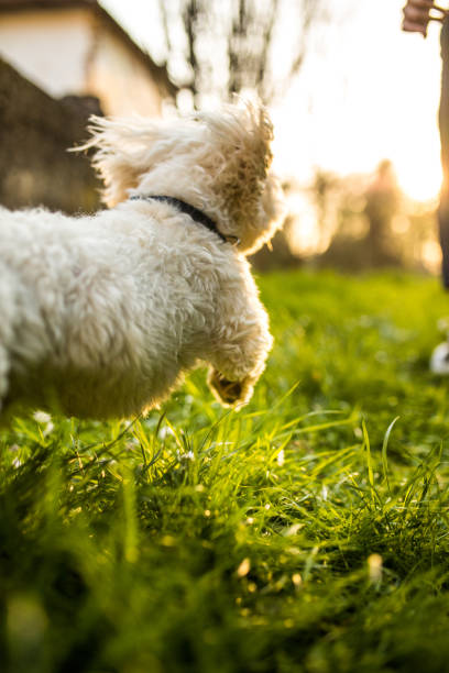 istock Maltese dog running free 948646068