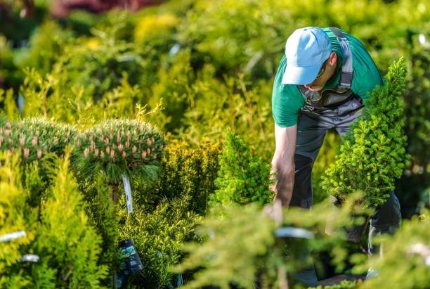 istock Gardener Buying New Plants 948647072