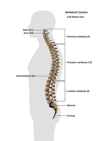 Human Vertebral Column Labeled Anatomy Side View Stock Photo - Download  Image Now - Spine - Body Part, Anatomy, Diagram - iStock