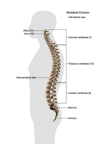 Human Vertebral Column, Labeled Anatomy Side View Computer generated image of spinal column inside gray outline of man, with anatomical labeling, side view on white background. coccyx photos stock pictures, royalty-free photos & images