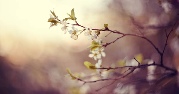 istock Branches of the blossoming cherry 948647702