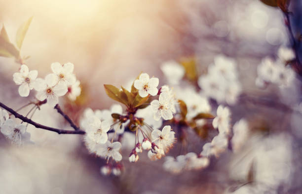 istock Blossoming of cherry flowers 948647954