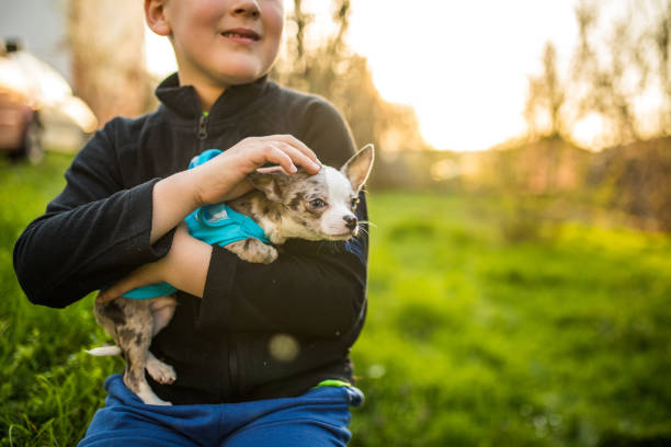 Young boy holding his chihuahua outdoors in nature