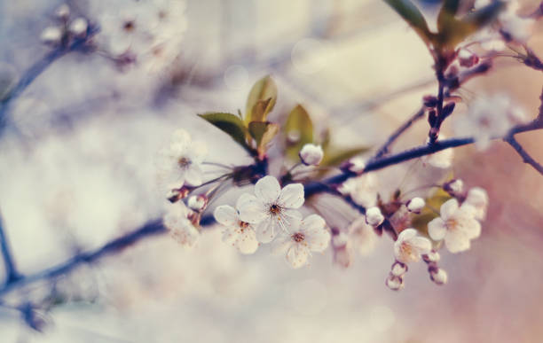 istock White flowers of cherry in a sunlight 948648126