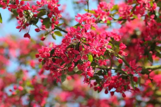 Opulent ornamental crabapple tree (malus varieties) hot pink blossom. Selected focus. Fantasy floral background.