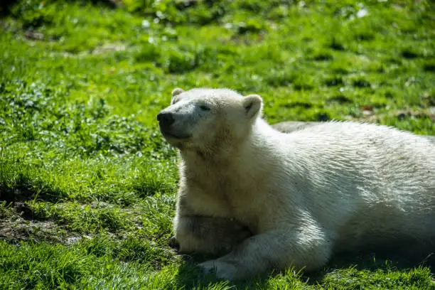 Big white icebear on a green background