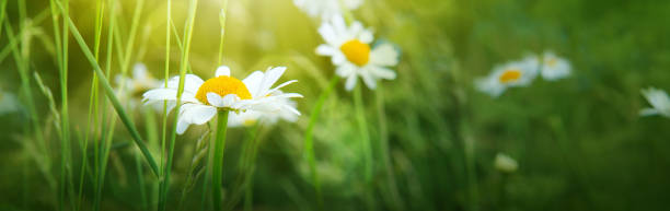 istock Macro shot of chamomile and butterflies 948650764