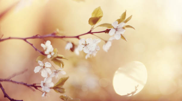 istock Branches of the blossoming cherry 948651152