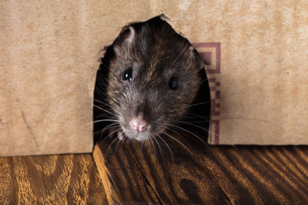 istock gray rat peeking out of the box 948651364