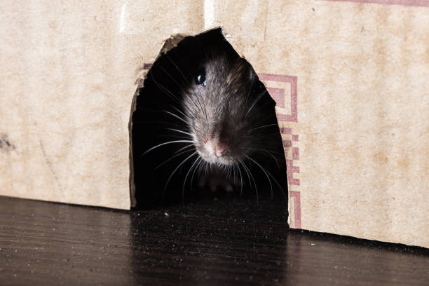 istock gray rat peeking out of the box 948651410