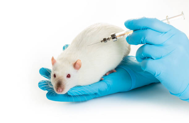 istock hands in medical gloves make white rat injection 948651638