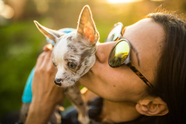 Close up of young woman with sunglasses on kissing blue eyed chihuahua dog outdoors.
