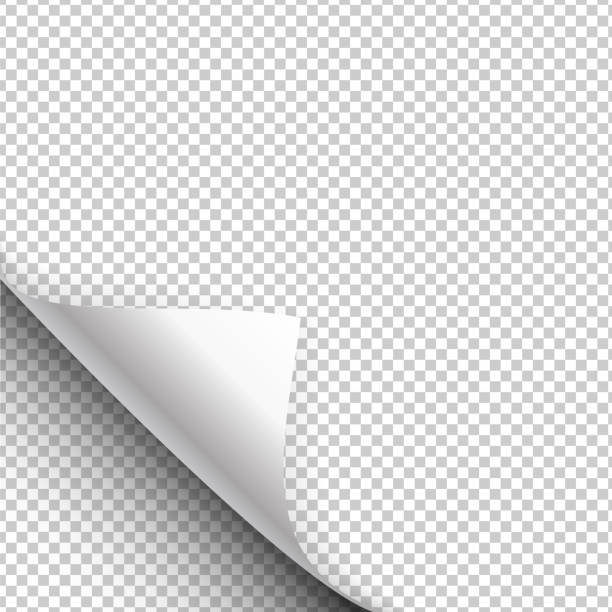 Paper poster hangs with a wrapped up corner. Vector illustration Paper poster hangs with a wrapped up corner. Curled corner with shadow on transparent background realistic vector illustration peel plant part stock illustrations