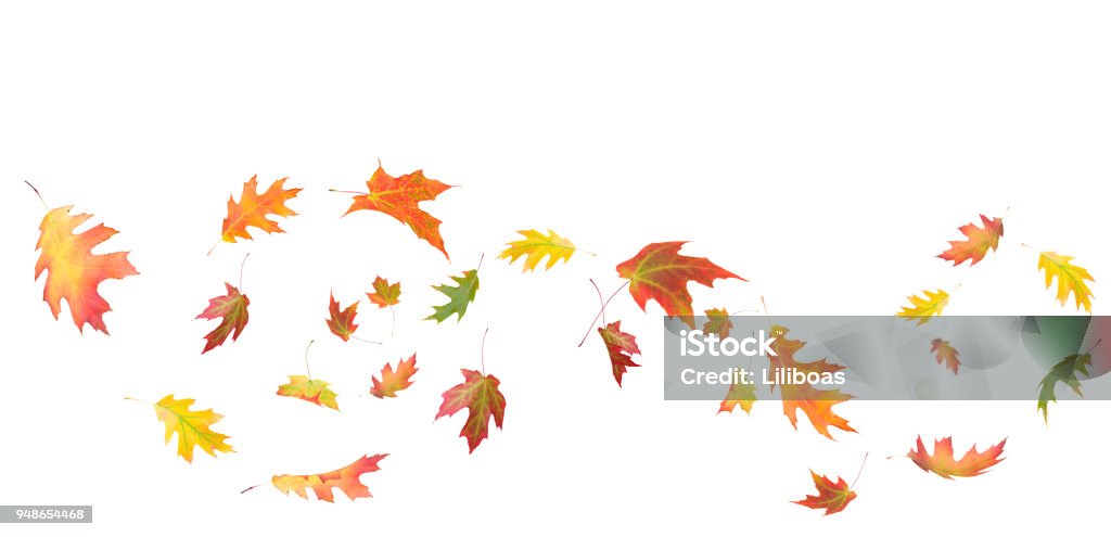 Maple leaf composition isolated on white A whimsical maple leaf autumn composition isolated on white Autumn Leaf Color Stock Photo